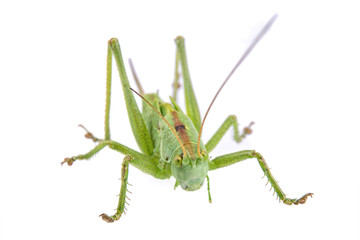 Green grasshopper isolated on a white background