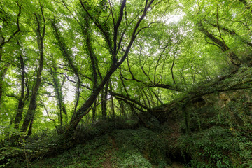Fototapeta na wymiar Hornbeam temperate forest
