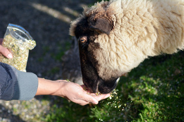 Man hand feed a sheep food