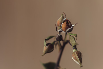 sad faded rose flower close-up macro - 87856296