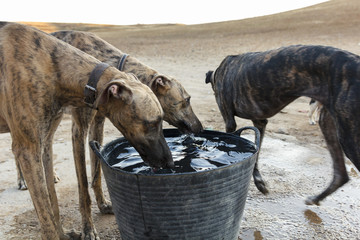Perros de carreras bebiendo. Galgos bebiendo después de entrenar. Galgo Español.