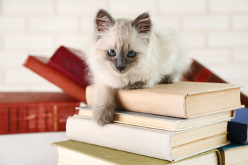 Cute little cat with books on light background