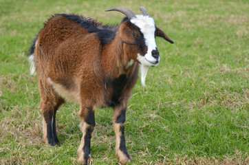 Brown male Goat