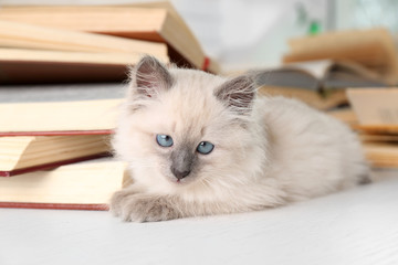 Cute little cat with books on light background