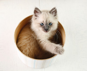 Cat in box  on light background