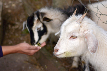 Fototapeta premium Man hand feed two kid Goats food