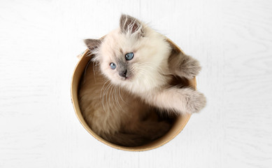 Cat in box  on light background