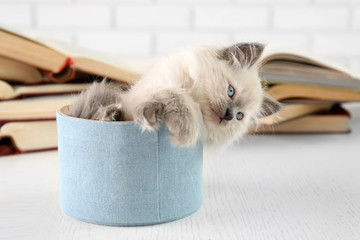 Cute little cat in box near books on light background
