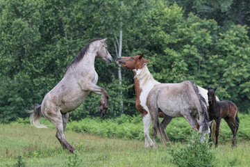 喧嘩する馬