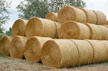 Round bales of straw.
