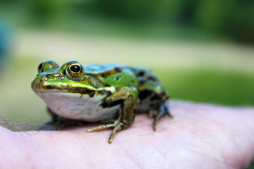 Frog on male hand, close-up