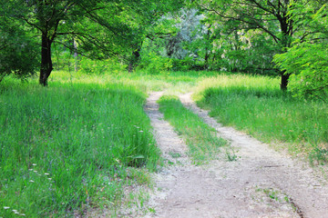Road in forest