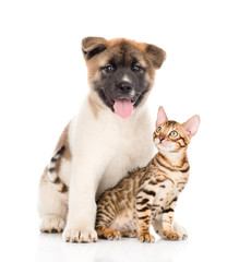 Fototapeta premium Japanese Akita inu puppy dog sitting with little bengal cat. iso