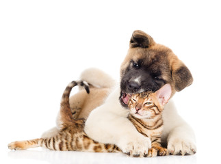 Obraz premium Akita inu puppy dog hugs bengal kitten. isolated on white backgr