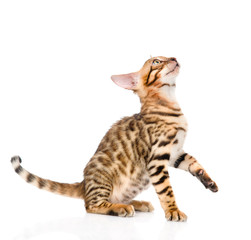 playful Bengal cat looking up. isolated on white background