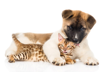 Obraz premium Akita inu puppy dog with bengal cat together. isolated on white