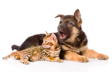 bengal kitten lying with german shepherd puppy dog. isolated on