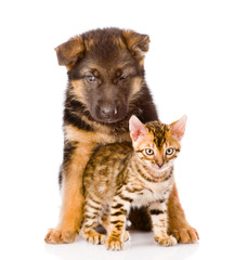 german shepherd puppy and bengal kitten looking at camera. isola