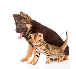 german shepherd puppy and bengal kitten sitting in profile. isol