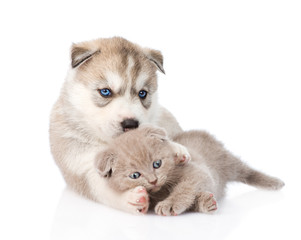 Obraz premium Siberian Husky puppy playing with scottish kitten. isolated on w