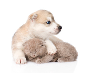 Obraz premium Siberian Husky puppy hugging sleeping scottish kitten . isolated
