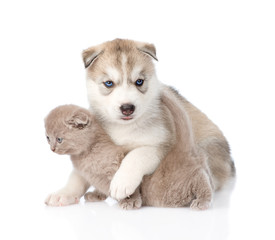 Siberian Husky puppy hugging small scottish kitten . isolated on