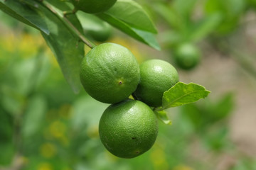 Lime fruit, Lime green tree hanging from the branches of it