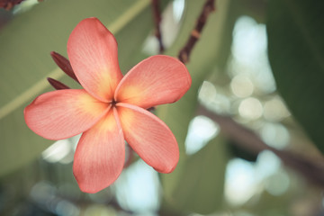 flowers with filter effect retro vintage style