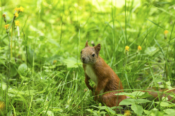 Red squirrel in the thick green grass.