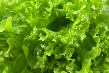 Fresh lettuce, closeup