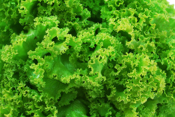 Fresh lettuce, closeup