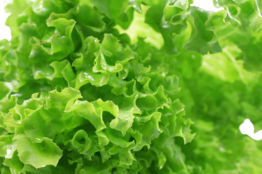 Fresh lettuce, closeup