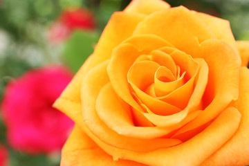 Beautiful orange rose, closeup