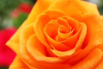 Beautiful orange rose, closeup