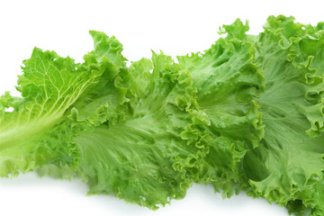 Fresh lettuce, closeup