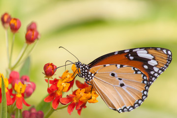 Obraz premium Motyl na kwiacie