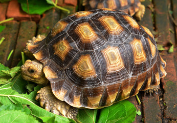 turtle