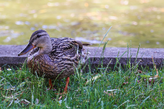 Duck standing in grass