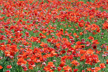 Poppy field background