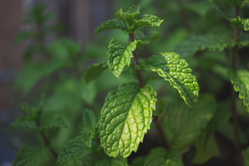 Fototapeta na wymiar Mint Leaves in a Potted Garden
