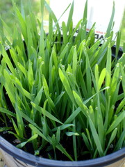 Morning Dew On Lemon Grass