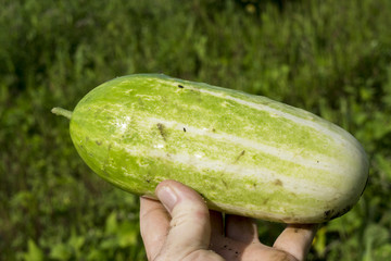 Fresh Picked Cucumber