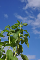 Stevia (stevia rebaudiana) und blauer Himmel mit weißen Wolken als Hintergrund
