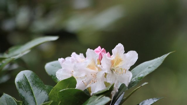 Rhododendron bl&uuml;ten wei&szlig;, innen orange, Fr&uuml;hlingserwachen

