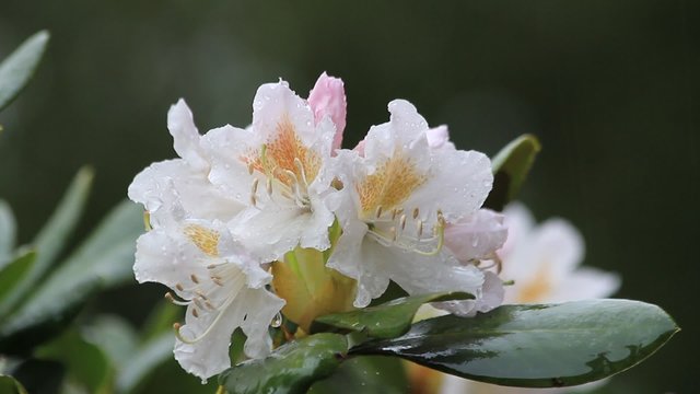 rhododendron bl&uuml;ten wei&szlig;, innen orange, Fr&uuml;hlingserwachen
