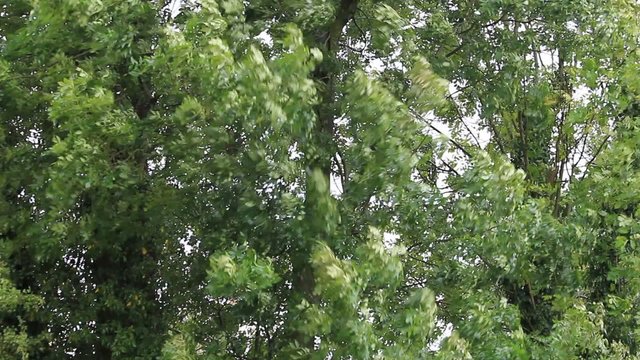 starker Wind weht durch Bl&auml;tter anm Baum
