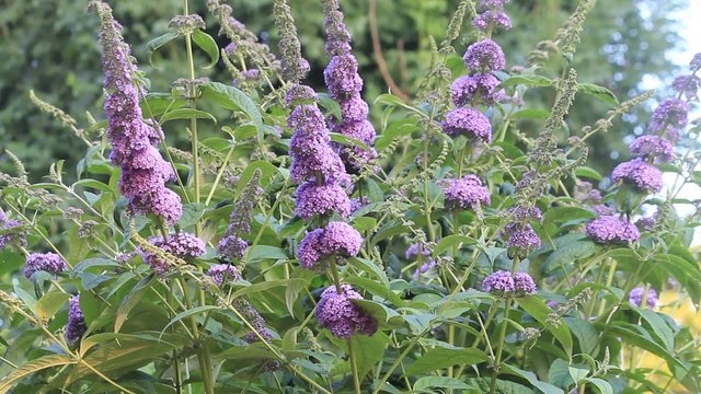 Schmetterlingsflieder flieder lila Bl&uuml;tenstand, Buddleja davidii
