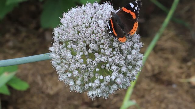 Schmetterling Admiral auf Zierlauch Knospen 
