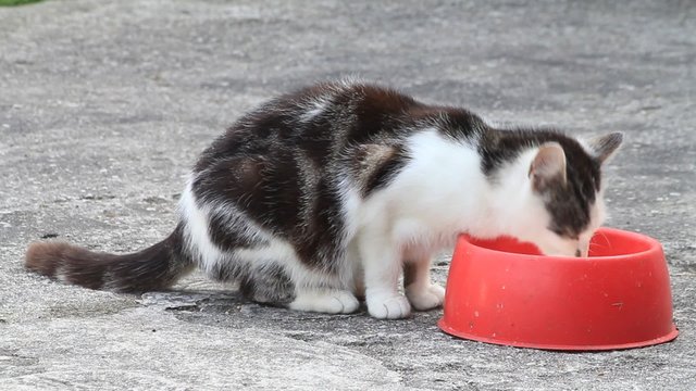 Katze auf dem Bauernhof schleckt Milch aus rotem Napf, Textfreifl&auml;che 
