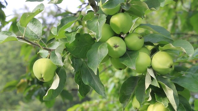 grüne Äpfel hängen am Apfelbaum 
